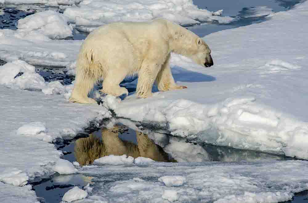 06 - Oso Polar - islas Svalbard - Noruega